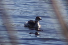 Podiceps auritus