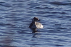 Podiceps auritus
