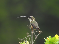 Chaetocercus mulsant