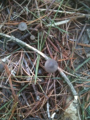 Strobilurus stephanocystis