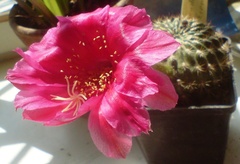 Echinopsis mamillosa