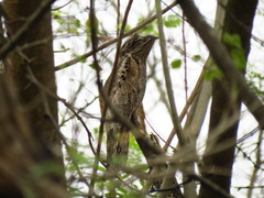 Nyctibius griseus