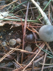 Strobilurus stephanocystis