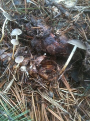 Strobilurus stephanocystis