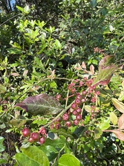 Vaccinium fuscatum image