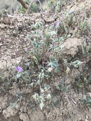 Eremalche parryi kernensis