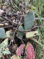 Opuntia