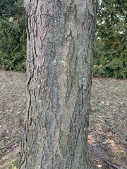 Gleditsia triacanthos inermis