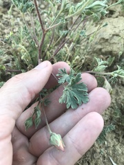 Eremalche parryi kernensis