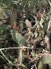 Opuntia