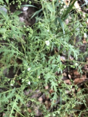 Eucrypta chrysanthemifolia