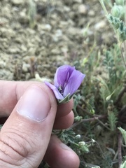 Eremalche parryi kernensis