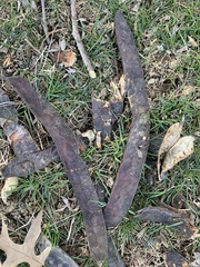 Gleditsia triacanthos inermis