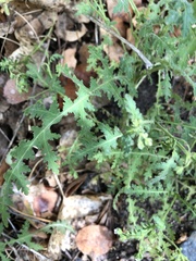 Eucrypta chrysanthemifolia