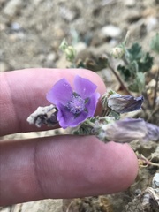 Eremalche parryi kernensis