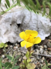 Erythranthe guttata