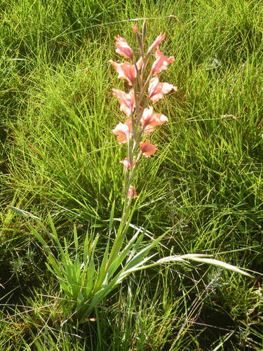 Image of Gladiolus oppositiflorus by (c) Antoinette Eyssell Knox, some rights reserved (CC BY-SA)