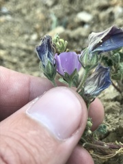 Eremalche parryi kernensis