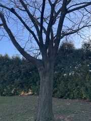 Gleditsia triacanthos inermis