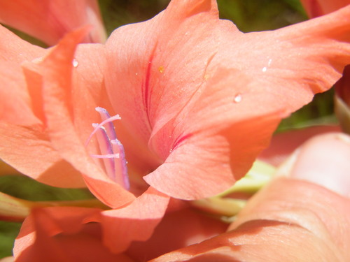 Image of Gladiolus oppositiflorus by (c) Antoinette Eyssell Knox, some rights reserved (CC BY-SA)