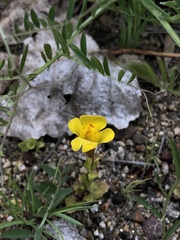 Erythranthe guttata