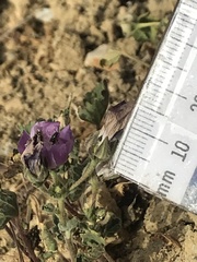 Eremalche parryi kernensis