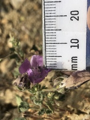 Eremalche parryi kernensis