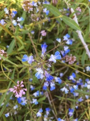 Collinsia grandiflora