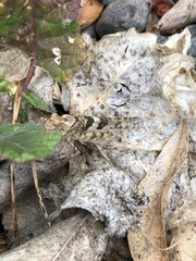 Trimerotropis pallidipennis