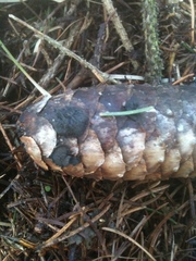 Piceomphale bulgarioides