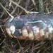 Piceomphale bulgarioides