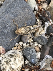 Trimerotropis pallidipennis
