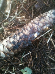 Piceomphale bulgarioides