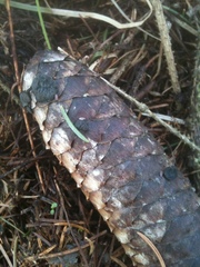 Piceomphale bulgarioides