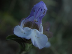 Salvia pomifera