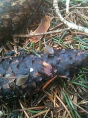 Piceomphale bulgarioides