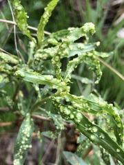 Aceria baccharices
