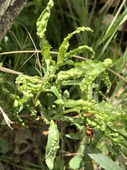 Aceria baccharices