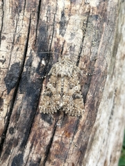 Anarta pugnax