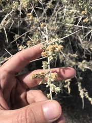 Atriplex spinifera