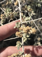 Atriplex spinifera