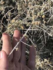 Atriplex spinifera