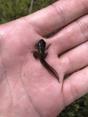 Pseudacris hypochondriaca