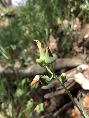 Cichorieae