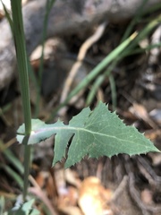Cichorieae