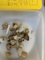 Plectostylus chilensis