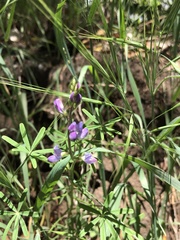 Lupinus truncatus