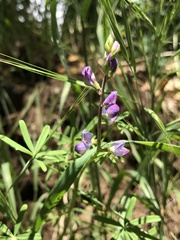 Lupinus truncatus