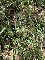 Lupinus truncatus