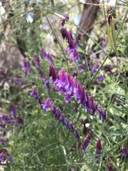 Vicia villosa